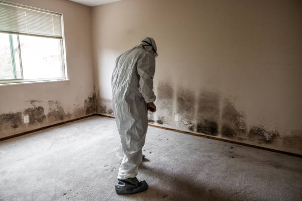 Best Black Mold Removal  in Yuma, AZ